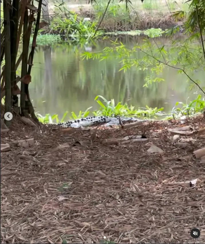 With her second slide, the focus shifted from the beach to the jungle. She shared footage of an alligator that had been spotted, adding excitement and adventure to her presentation.